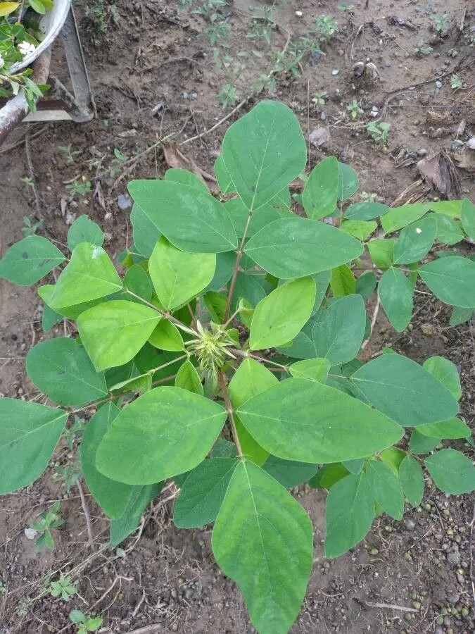 Florida beggarweed (Desmodium tortuosum, Prodr. 2: 332 (1825))