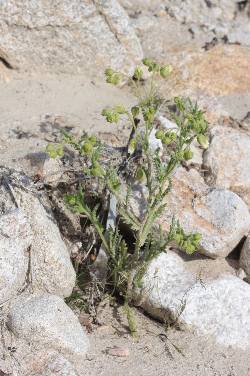 Whispering-bells (Emmenanthe penduliflora, Trans. Linn. Soc. London 17: 281 (1835))