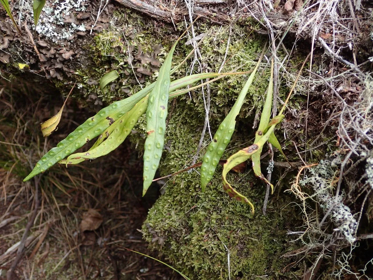 Lanceleaf polypody (Pleopeltis macrocarpa, Berlin. Jahrb. Pharm. Verbundenen Wiss. 21: 41 (1820))