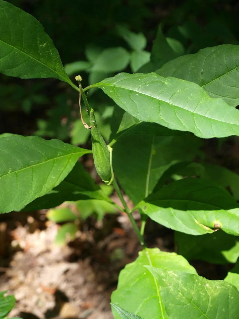 Poke milkweed (Asclepias exaltata, Amoen. Acad. 3: 404 (1756))