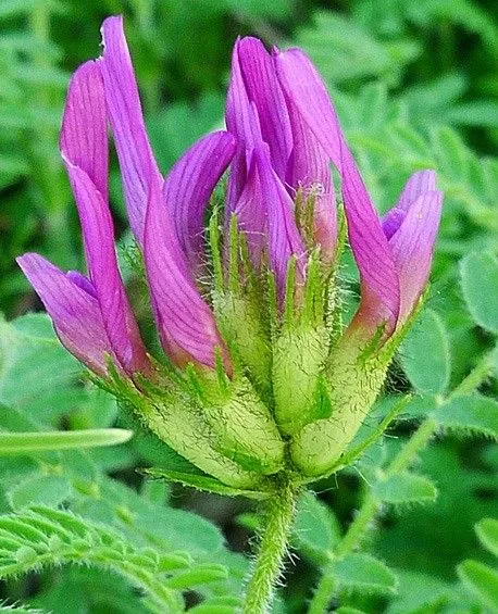 Purple vetch (Astragalus hypoglottis, Mant. Pl. 2: 274 (1771))