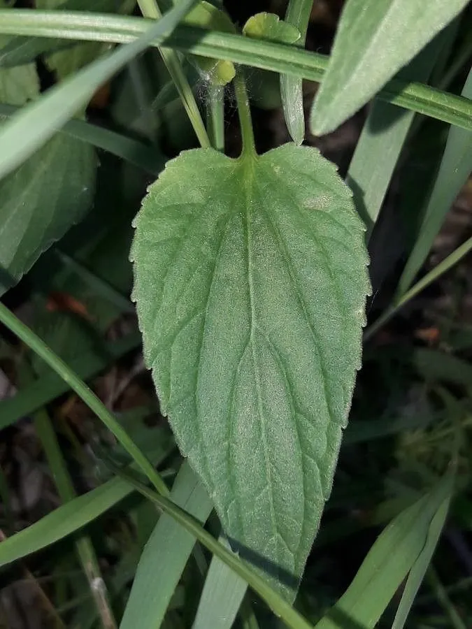 Tall violet (Viola elatior, Novit. Fl. Svec., ed. 2: 277 (1828))