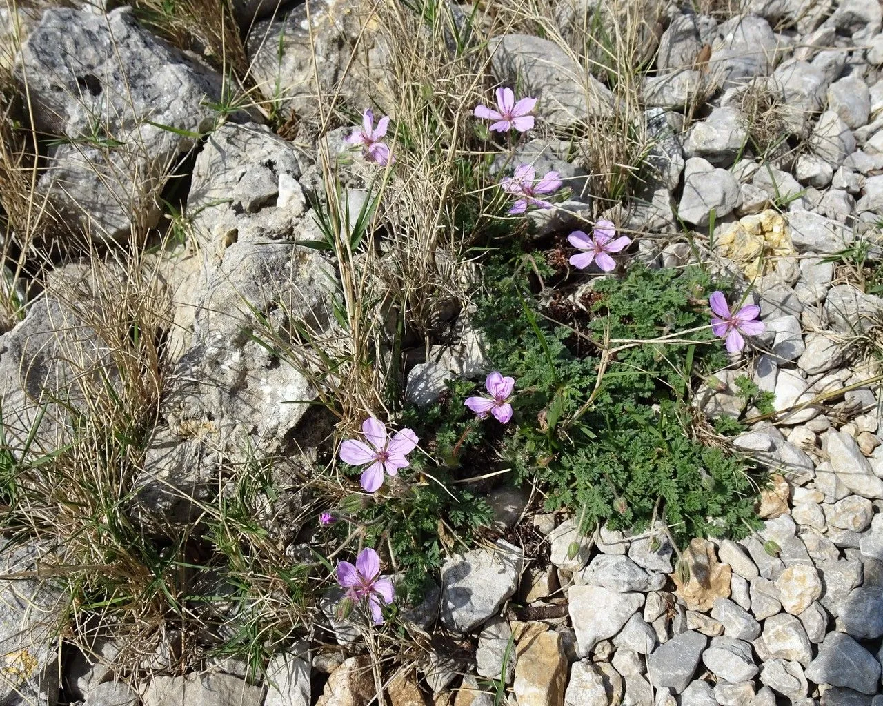 Rock stork’s-bill (Erodium foetidum, Geraniologia: 4 (1802))