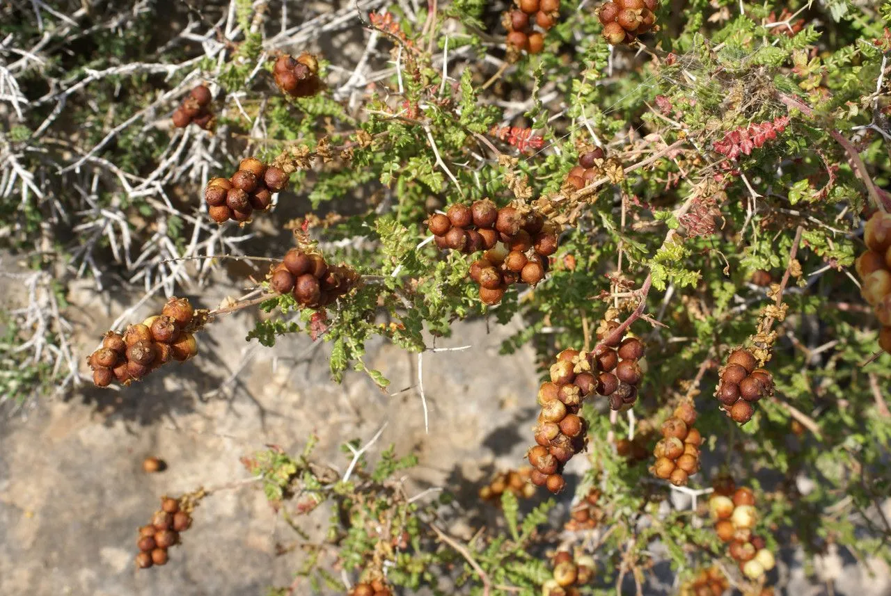 Thorny burnet (Sarcopoterium spinosum, Ann. Sci. Nat., Bot. sér. 3, 5:43. 1846)