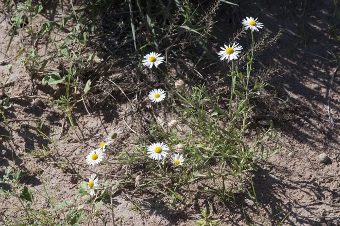 Plains lazy daisy (Aphanostephus ramosissimus, Prodr. 5: 310 (1836))