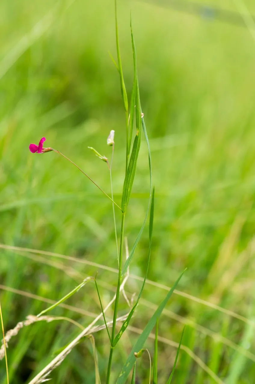 Grass vetchling (Lathyrus nissolia, Sp. Pl.: 729 (1753))