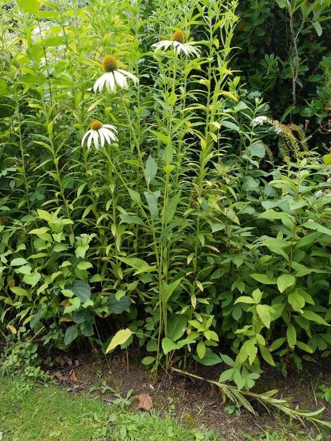 Pale echinacea (Echinacea pallida, Trans. Amer. Philos. Soc., ser. 2, 7: 354 (1840))