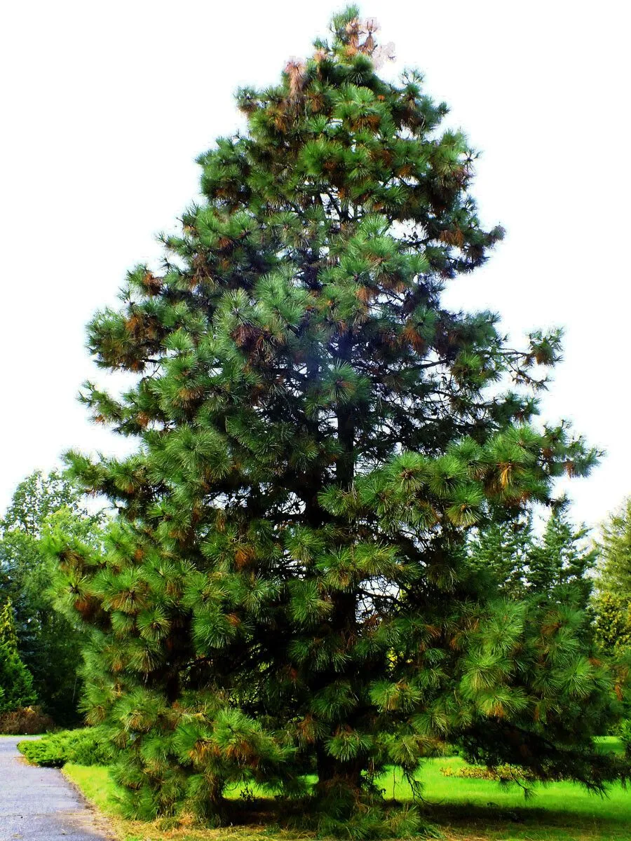 Hartweg’s pine (Pinus hartwegii, Edwards’s Bot. Reg. 25(Misc.): 62 (1839))