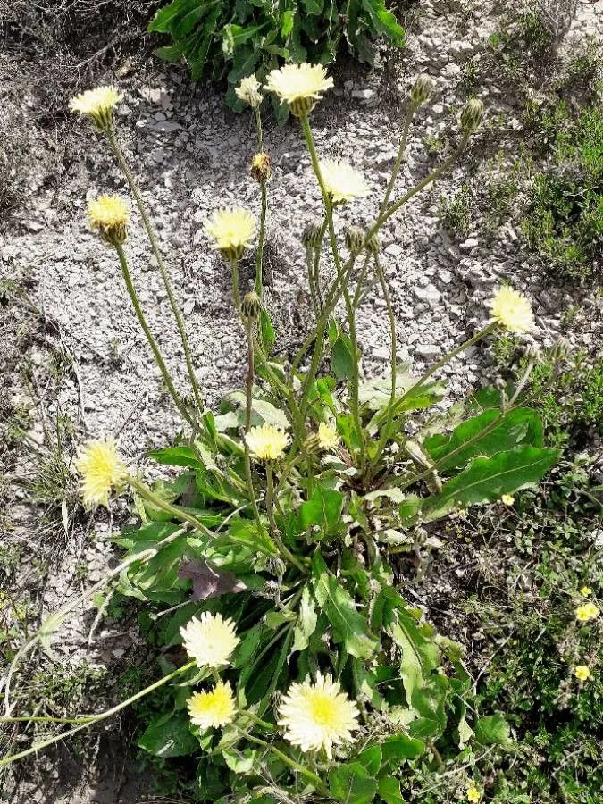 Golden-fleece (Urospermum dalechampii, Samml. Phys. Aufsätze Böhm. Naturgesch. 1: 276 (1795))