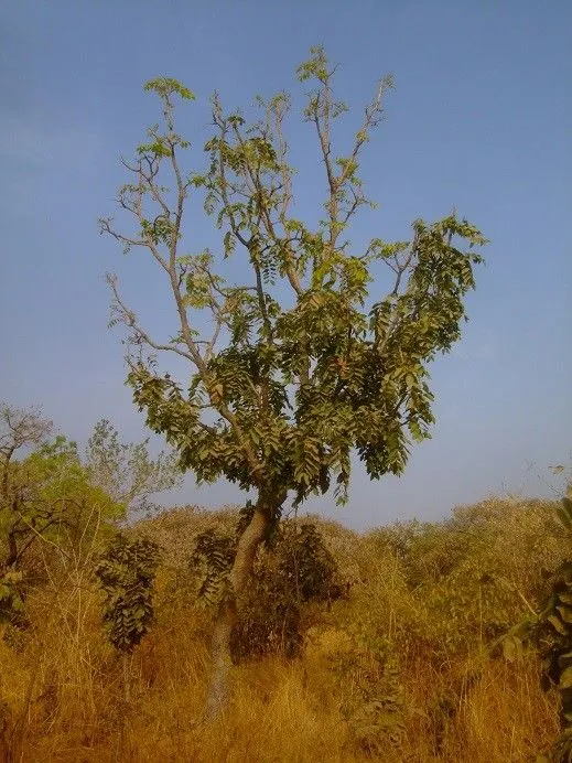 African copaiba balsamtree (Daniellia oliveri, Fl. W. Trop. Afr. 1: 341 (1928))