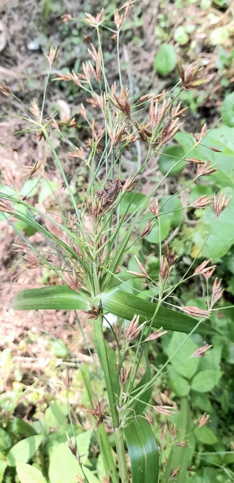 Golden beak sedge (Rhynchospora corymbosa, Trans. New York Acad. Sci. 11: 84 1892)