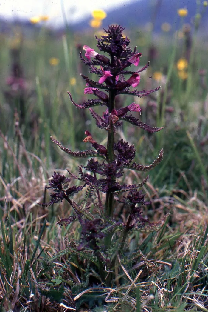 Marsh lousewort (Pedicularis palustris, Sp. Pl.: 607 (1753))