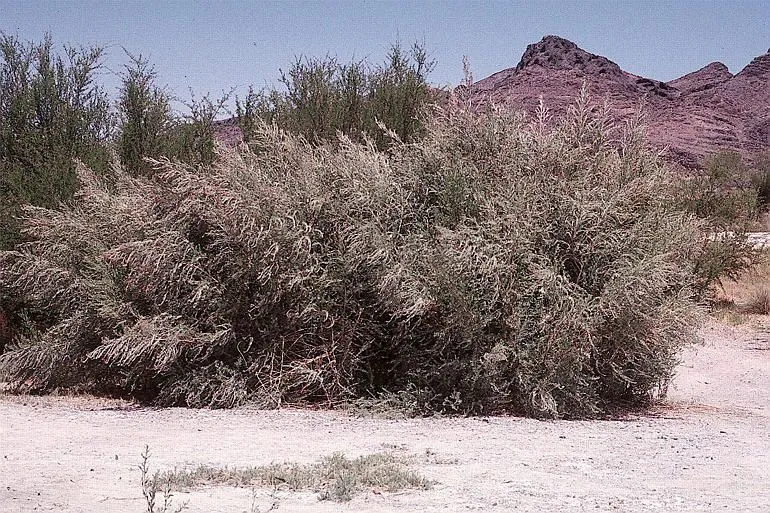 Arrow-weed (Pluchea sericea, Contr. U.S. Natl. Herb. 4: 128 (1893))