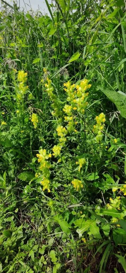 Yellow-rattle (Rhinanthus minor, Amoen. Acad. 3: 54 (1756))