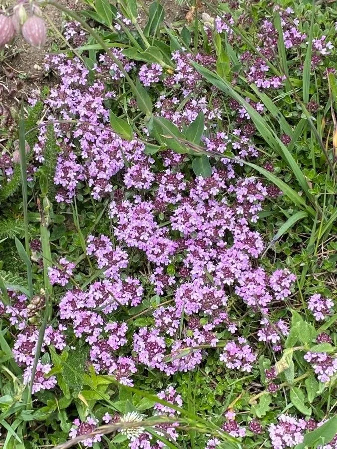 Breckland thyme (Thymus serpyllum, Sp. Pl.: 590 (1753))