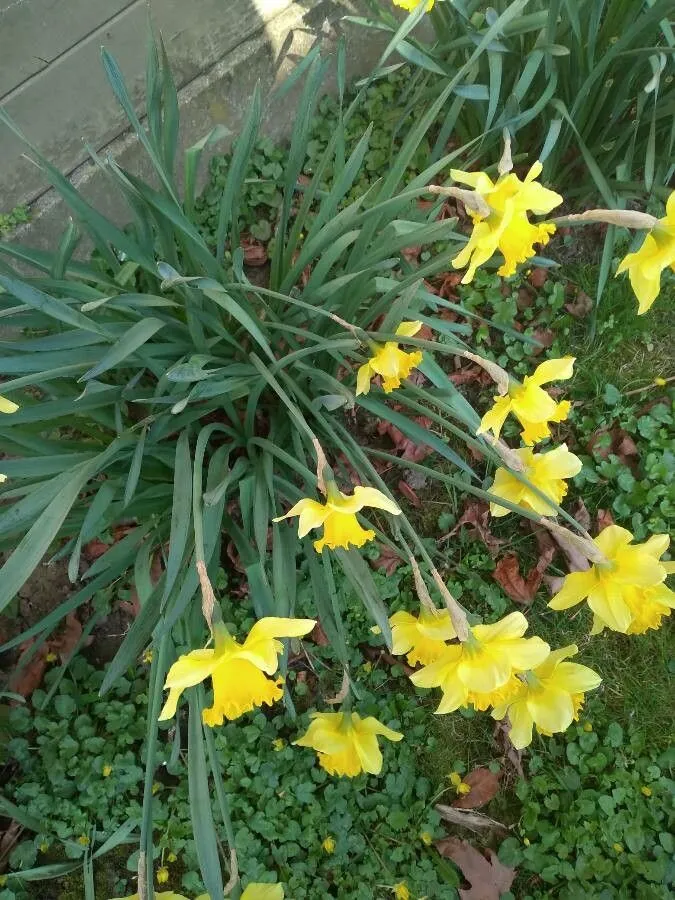 Tenby daffodil (Narcissus pseudonarcissus, Sp. Pl.: 289 (1753))