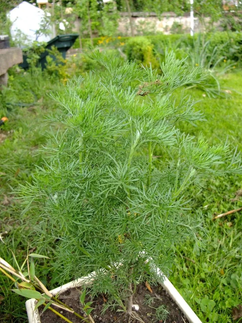 Old-man (Artemisia abrotanum, Sp. Pl.: 845 (1753))