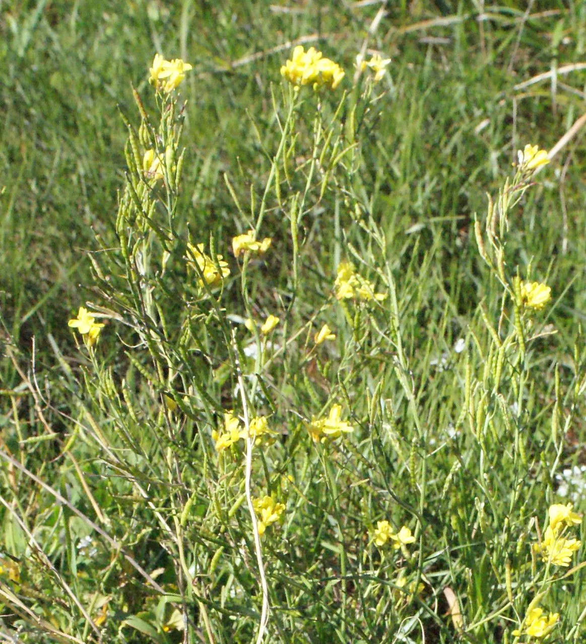 Wild turnip (Brassica fruticulosa, Pl. Rar. 2: 7 (1792))