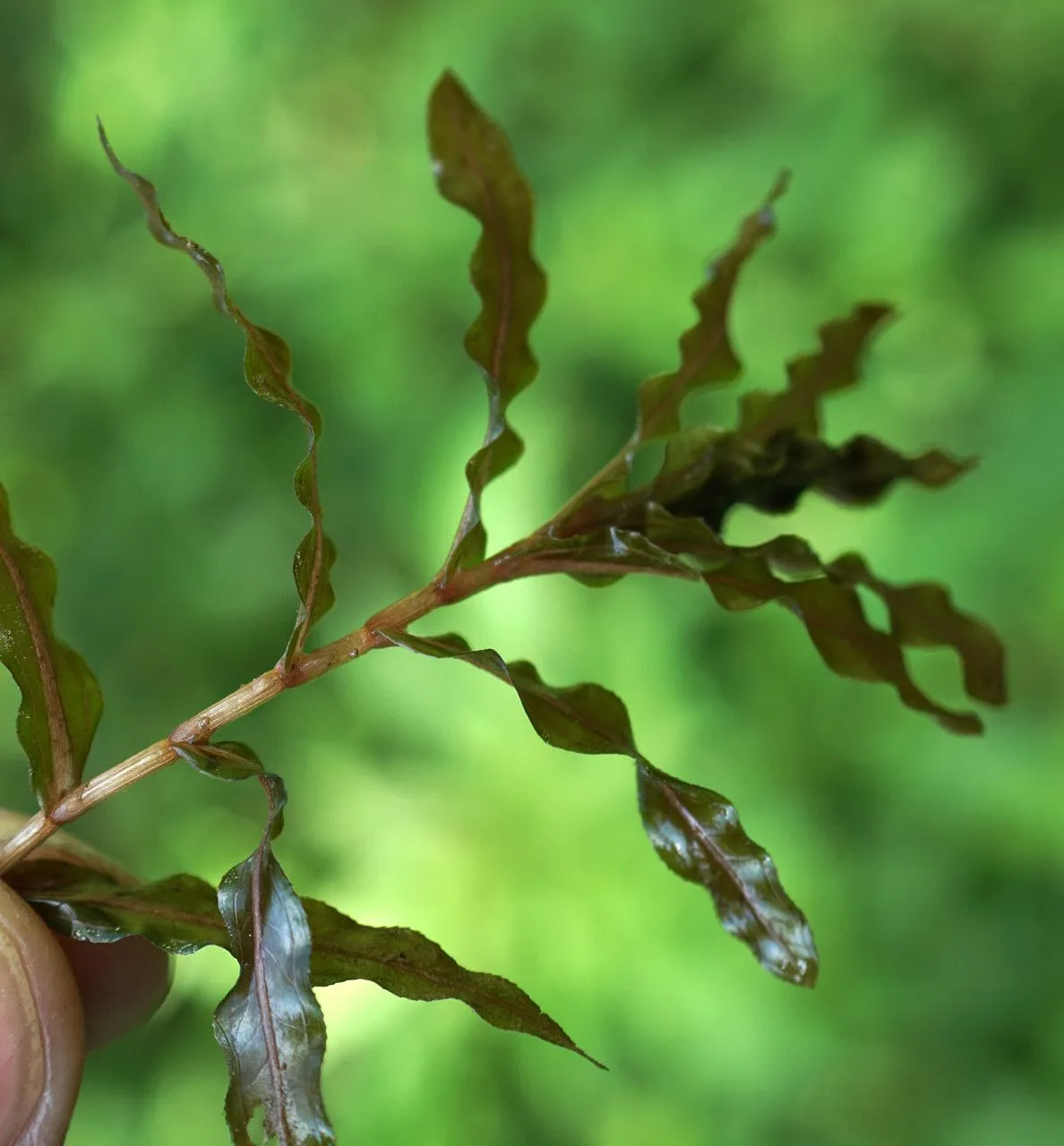 Curled pondweed (Potamogeton crispus, Sp. Pl.: 126 (1753))