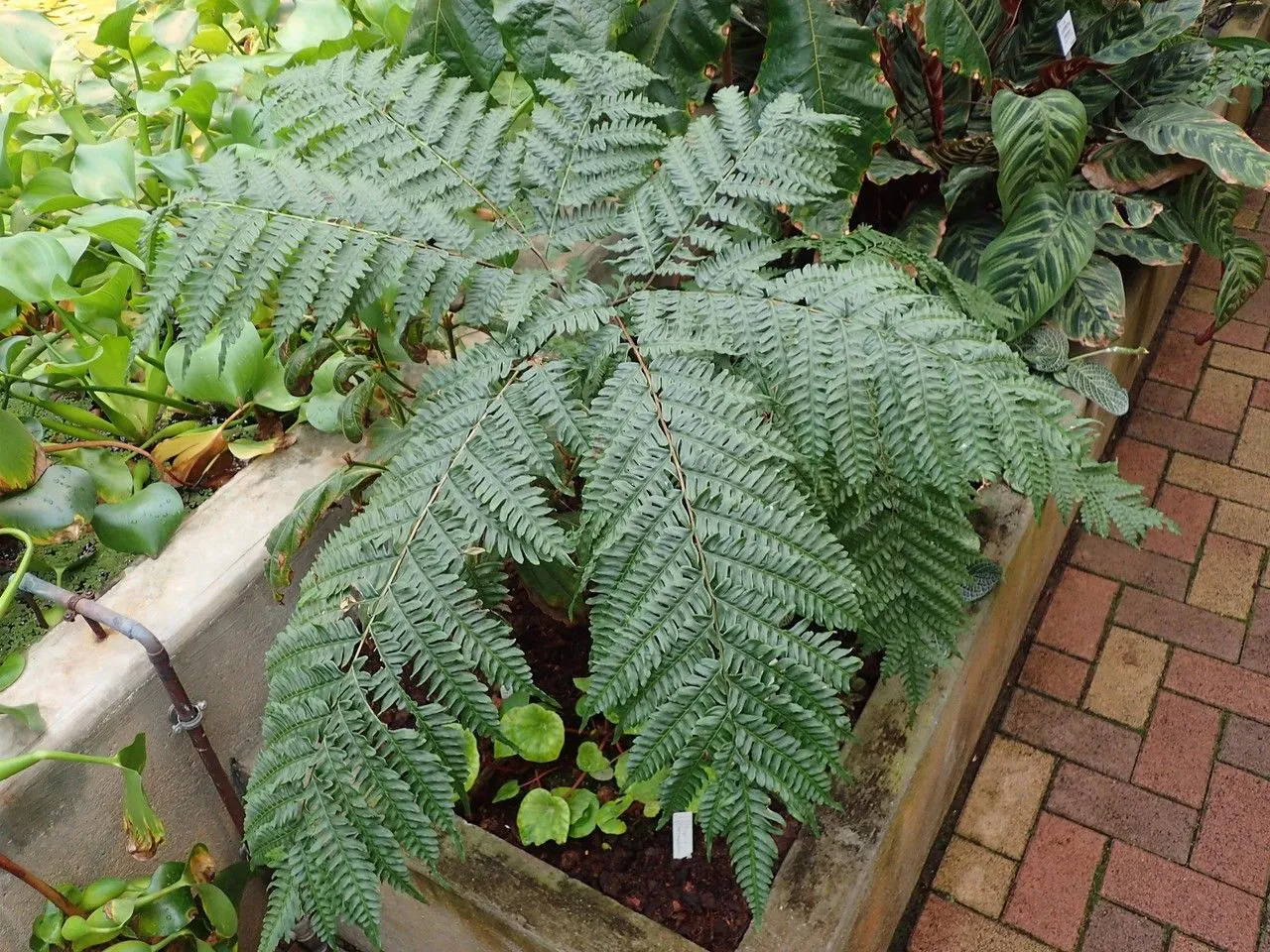 Giant bracken (Pteris tripartita, J. Bot. (Schrader) 1800(2):67. 1801)