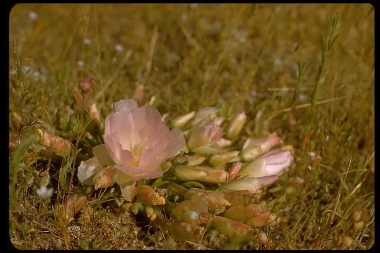 Bitter-root (Lewisia rediviva, Fl. Amer. Sept. 2: 368 (1813))