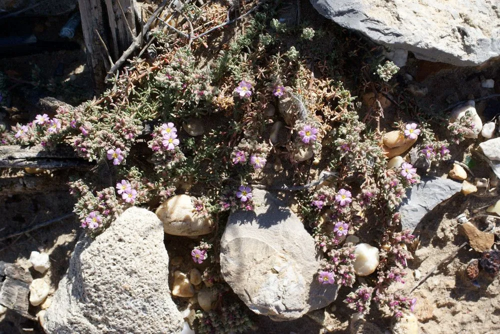 Hairy sea-heath (Frankenia hirsuta, Sp. Pl.: 331 (1753))