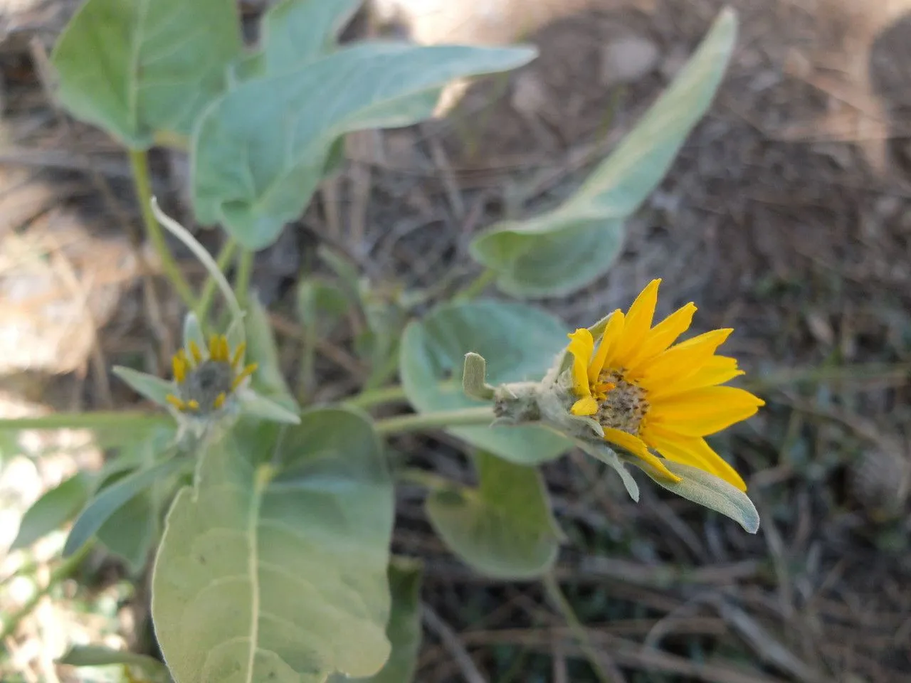 Arrowleaf balsamroot (Balsamorhiza sagittata, Trans. Amer. Philos. Soc., ser. 2, 7: 350 (1840))