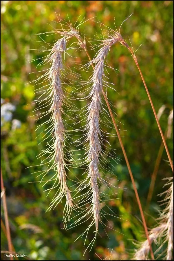 Siberian wild rye (Elymus sibiricus, Sp. Pl.: 83 (1753))