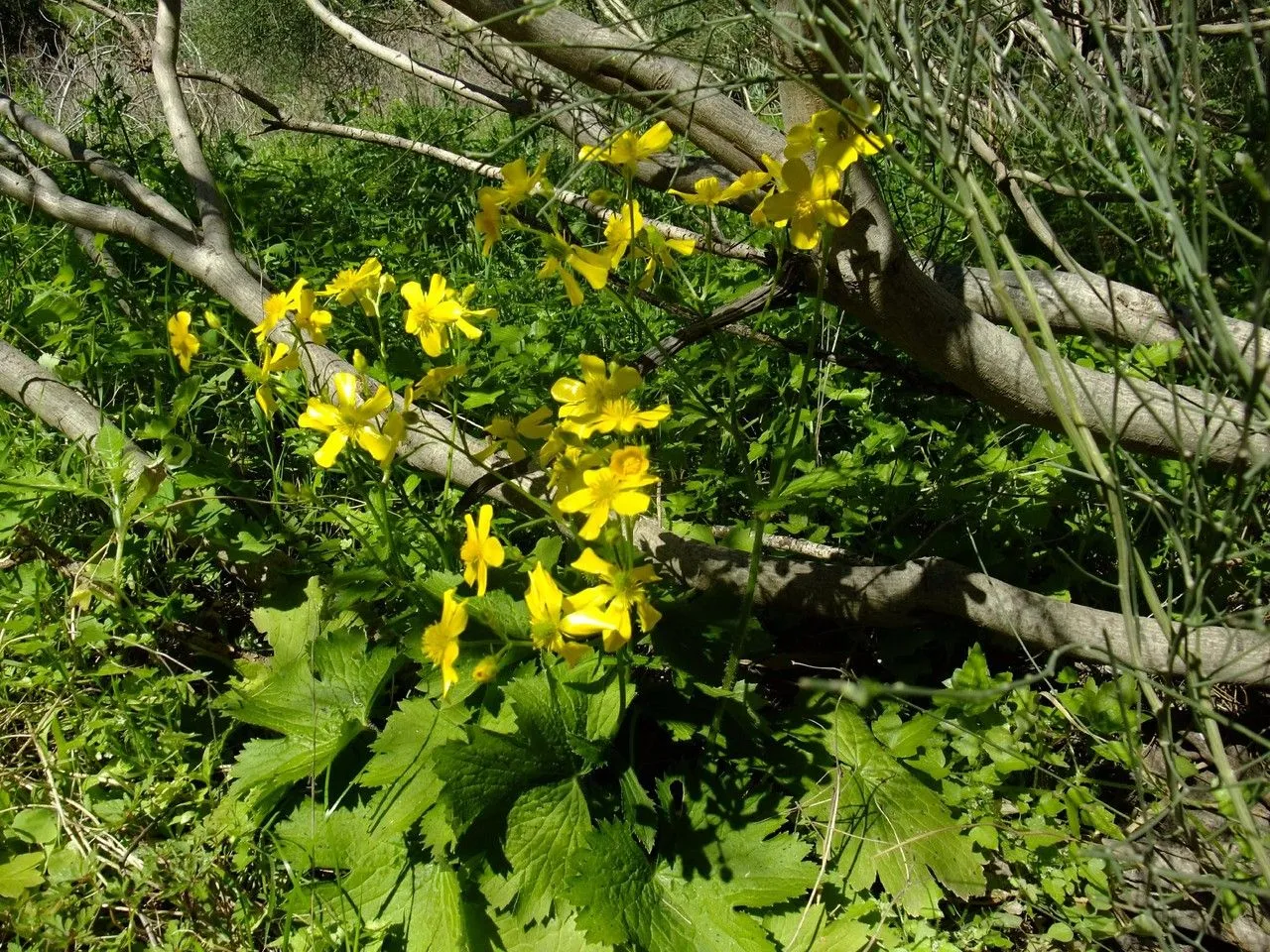 Azores buttercup (Ranunculus cortusifolius, Enum. Pl.: 588 (1809))