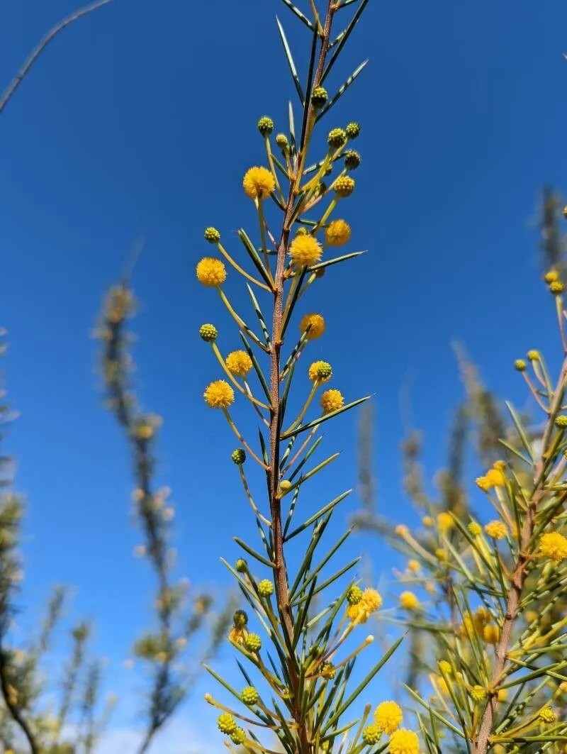 Dead finish (Acacia tetragonophylla, J. Proc. Linn. Soc., Bot. 3: 121 (1859))