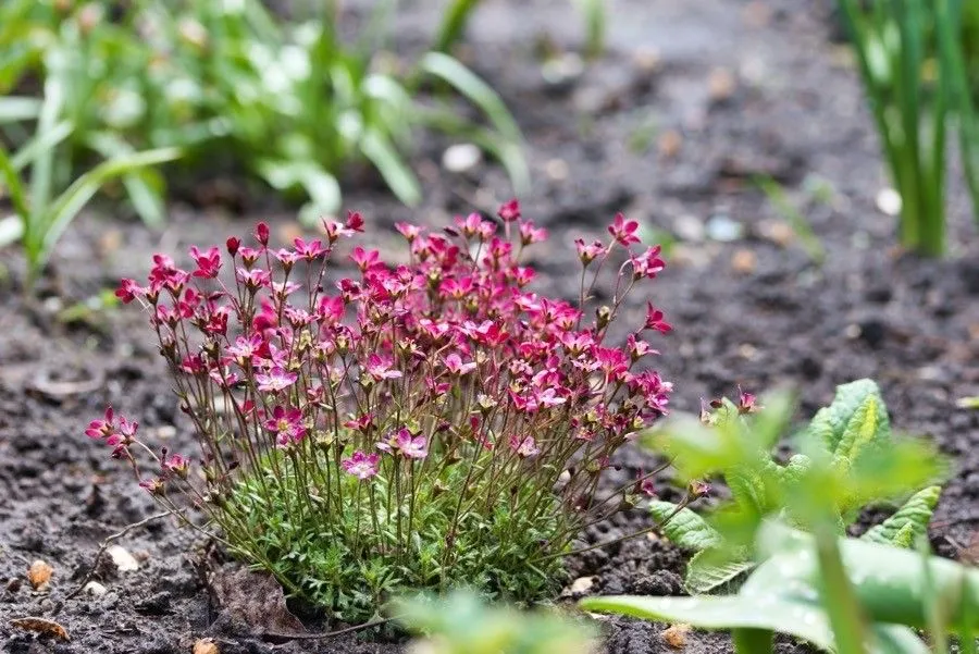 Irish saxifrage (Saxifraga rosacea, Methodus: 106 (1794))