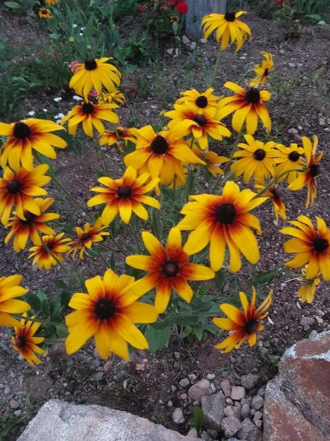 Great blanket-flower (Gaillardia aristata, Fl. Amer. Sept. 2: 573 (1813))