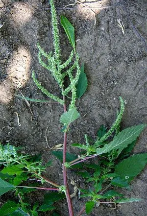 Thorny amaranth (Amaranthus spinosus, Sp. Pl.: 991 (1753))