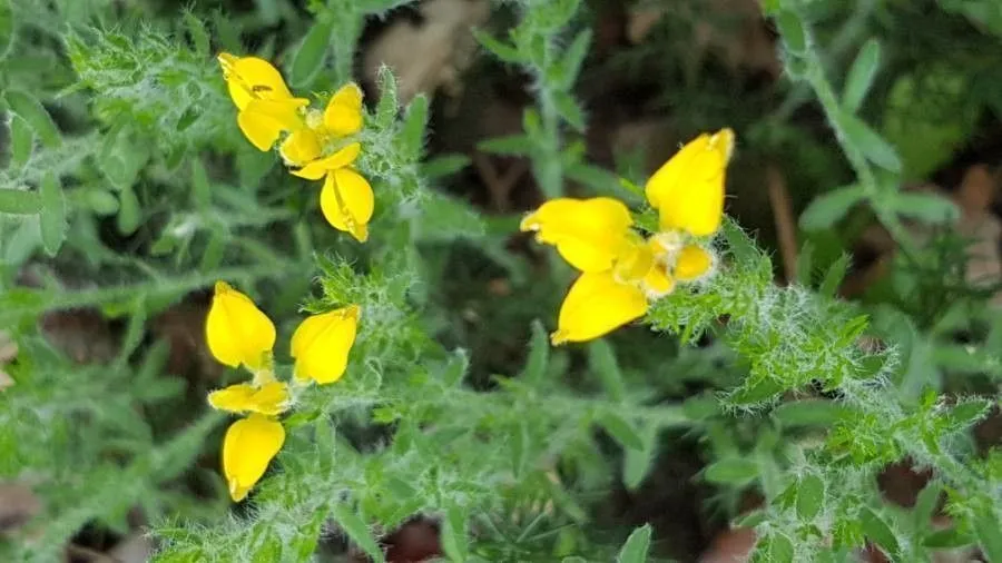 Spanish broom (Genista hispanica, Sp. Pl.: 711 (1753))