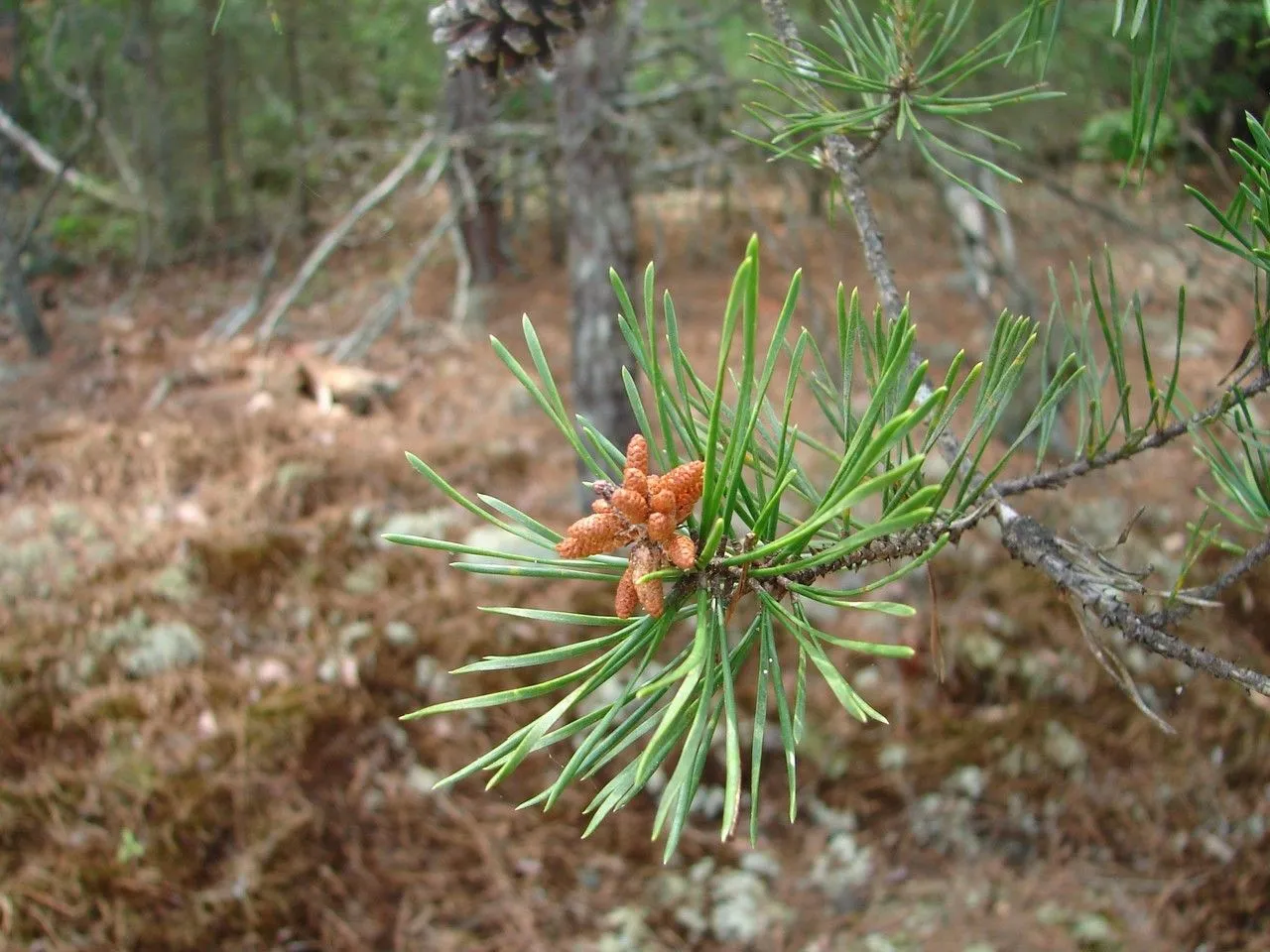 Scrub pine (Pinus virginiana, Gard. Dict. ed. 8: n.º 9 (1768))