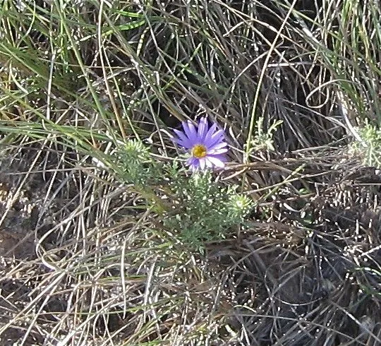 Tansy-aster (Machaeranthera tanacetifolia, Gen. Sp. Aster.: 225 (1832))