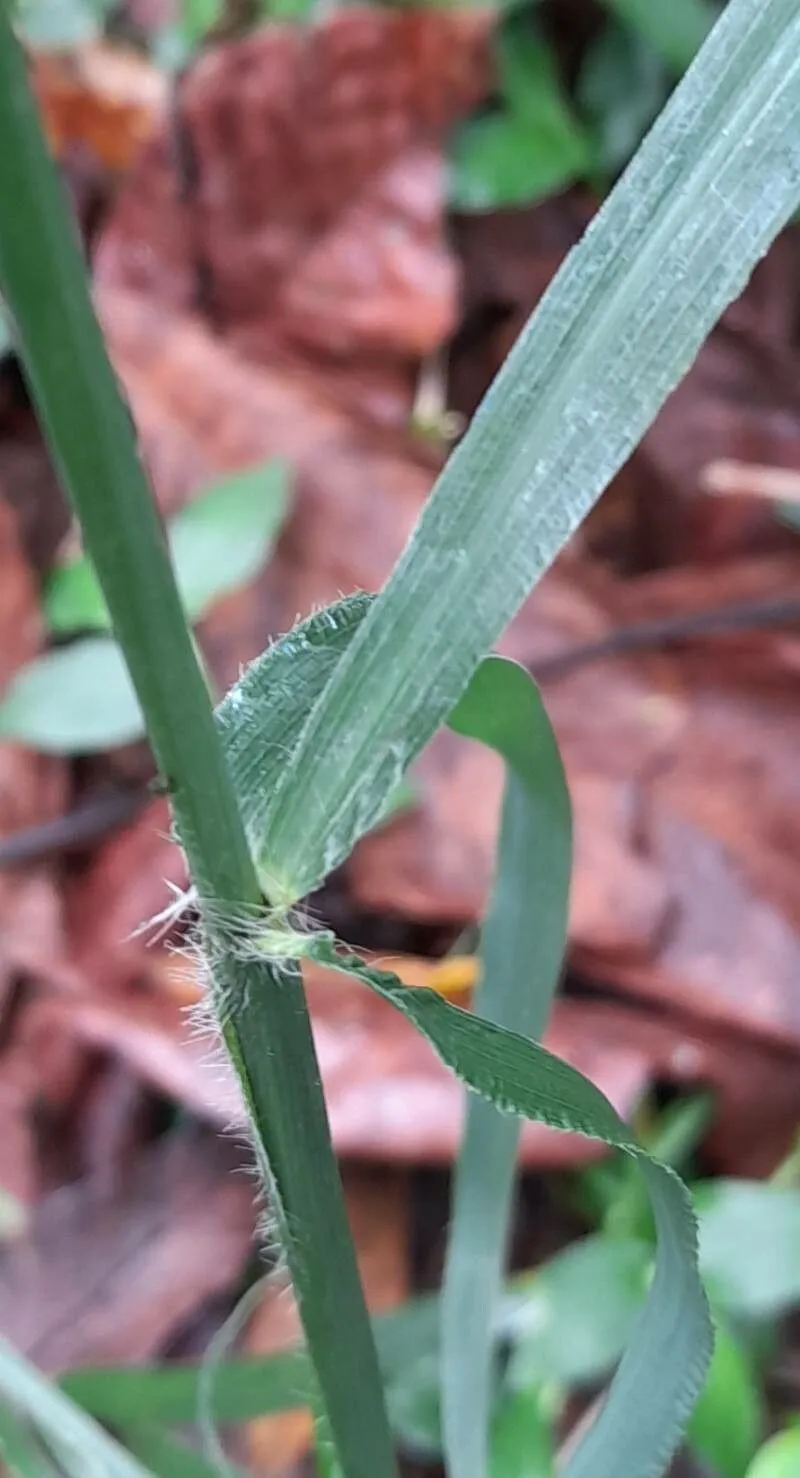 Russell river grass (Paspalum paniculatum, Syst. Nat. ed. 10. 2: 855 (1759))