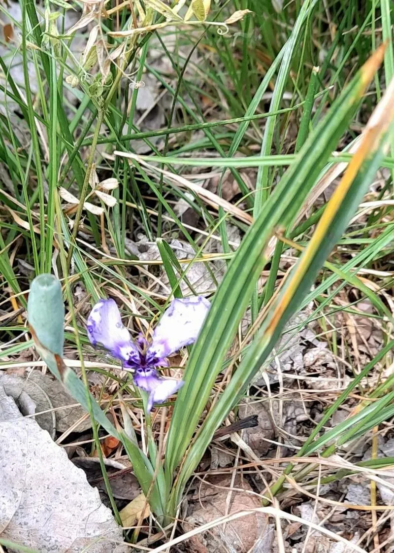 Prairienymph (Herbertia lahue, Ann. Missouri Bot. Gard. 64: 379 (1977 publ. 1978))