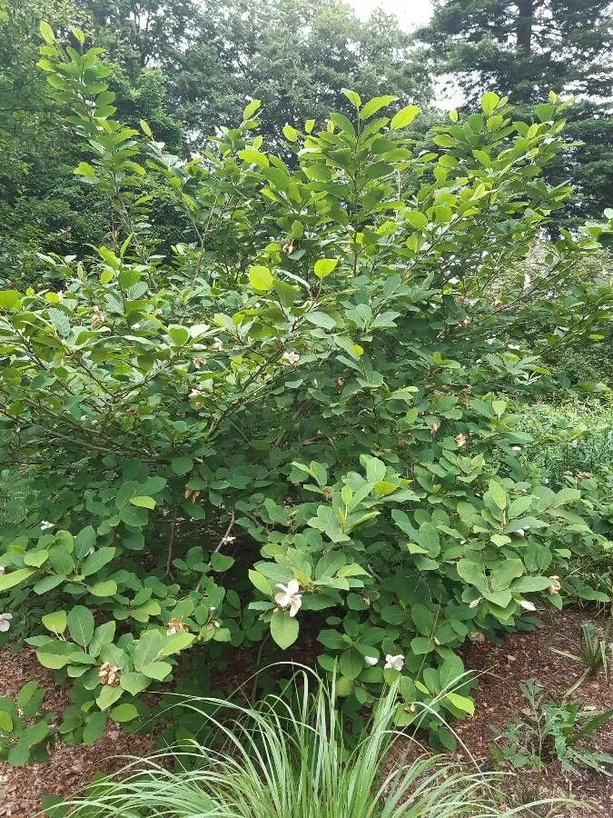 Oyama magnolia (Magnolia sieboldii, Hort. dendrol. 4, No. 11. 1853)