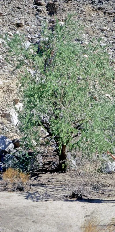 Desert ironwood (Olneya tesota, Mem. Amer. Acad. Arts, n.s., 5: 328 (1855))