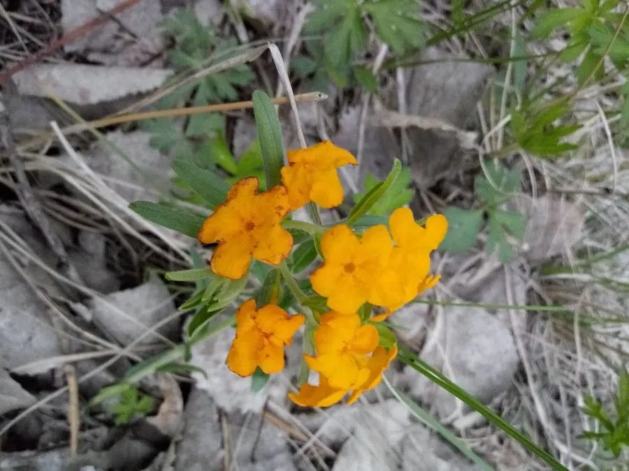 Indian-paint (Lithospermum canescens, Pl. Asperif. Nucif.: 305 (1818))