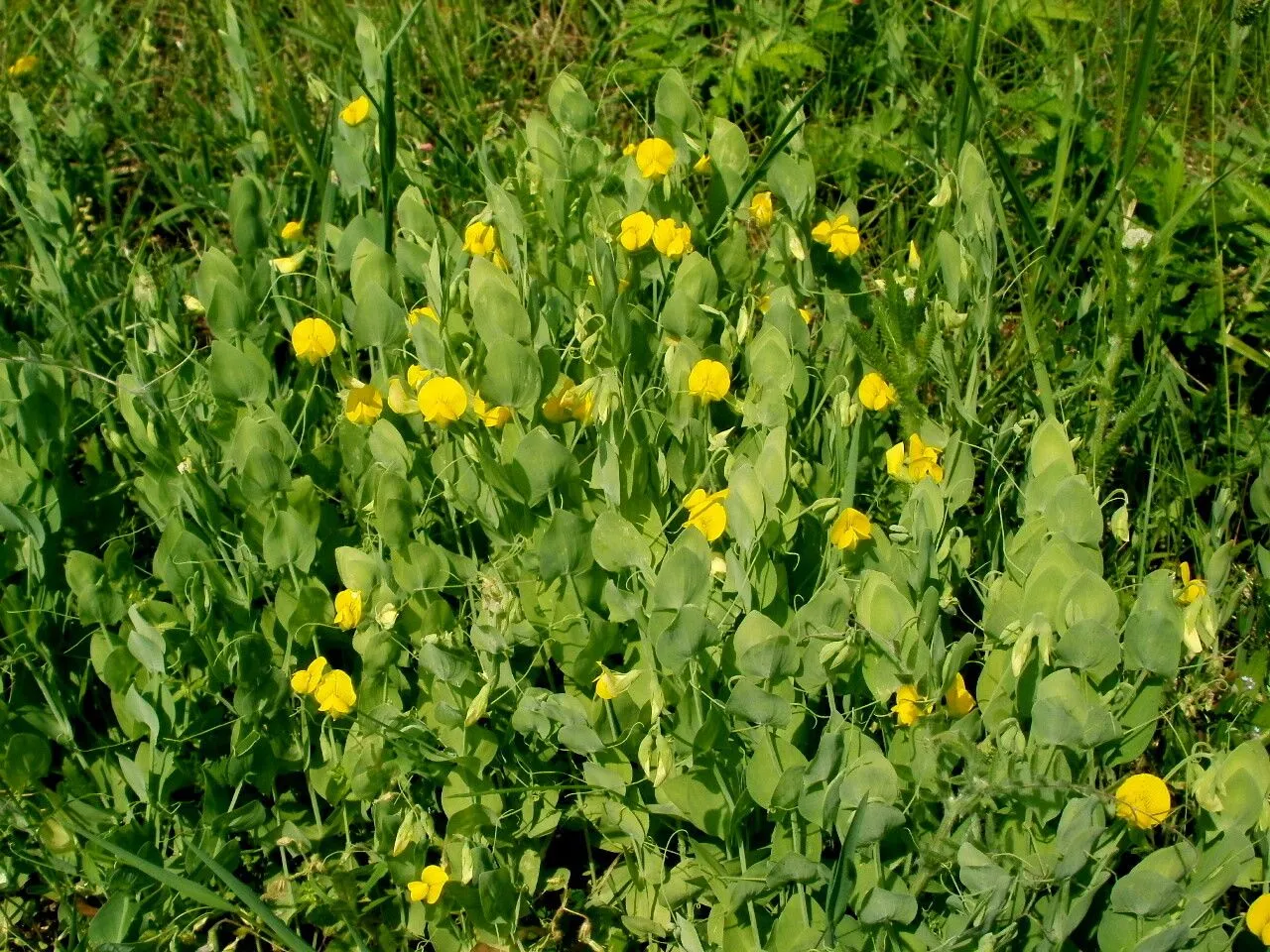 Yellow vetchling (Lathyrus aphaca, Sp. Pl.: 729 (1753))