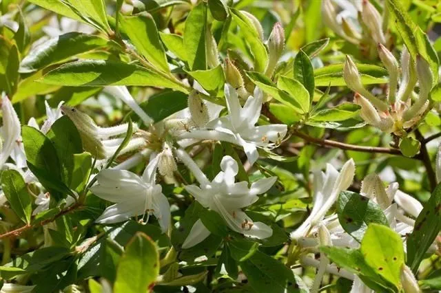 Clammy azalea (Rhododendron viscosum, Fl. N. Middle United States 1: 424 (1824))