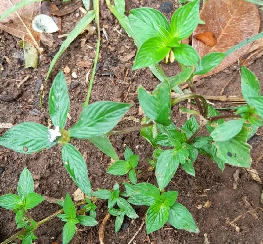 Woodland false buttonweed (Spermacoce remota, Tabl. encycl. 1:273. 1792)