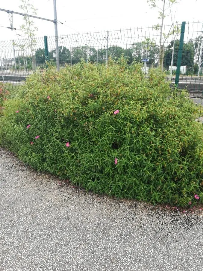 Pink rockrose (Cistus creticus, Sp. Pl. ed. 2: 738 (1762))