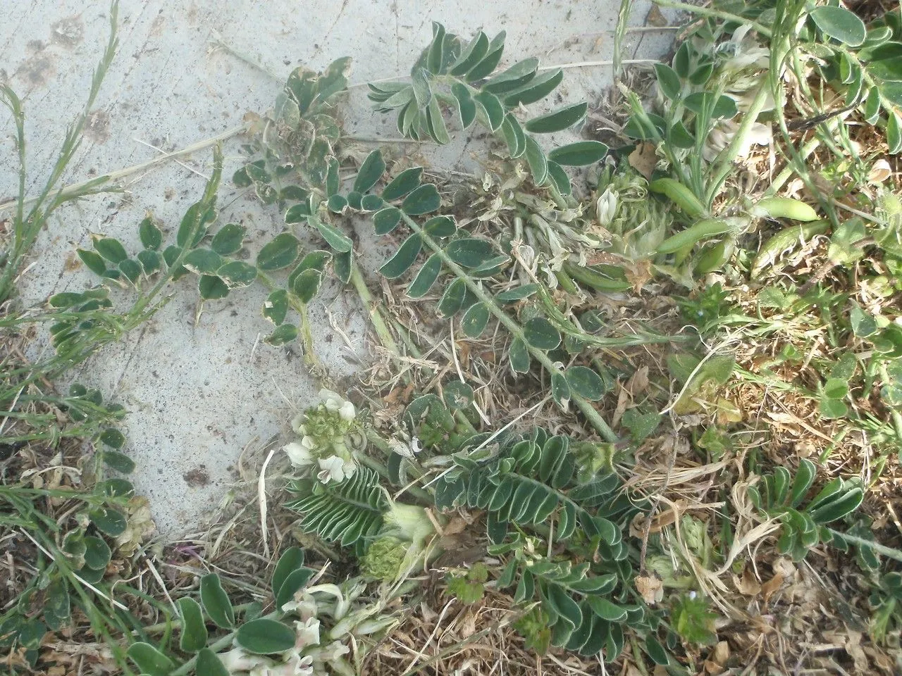 Sprawling milk vetch (Astragalus depressus, Cent. Pl. II: 29 (1756))