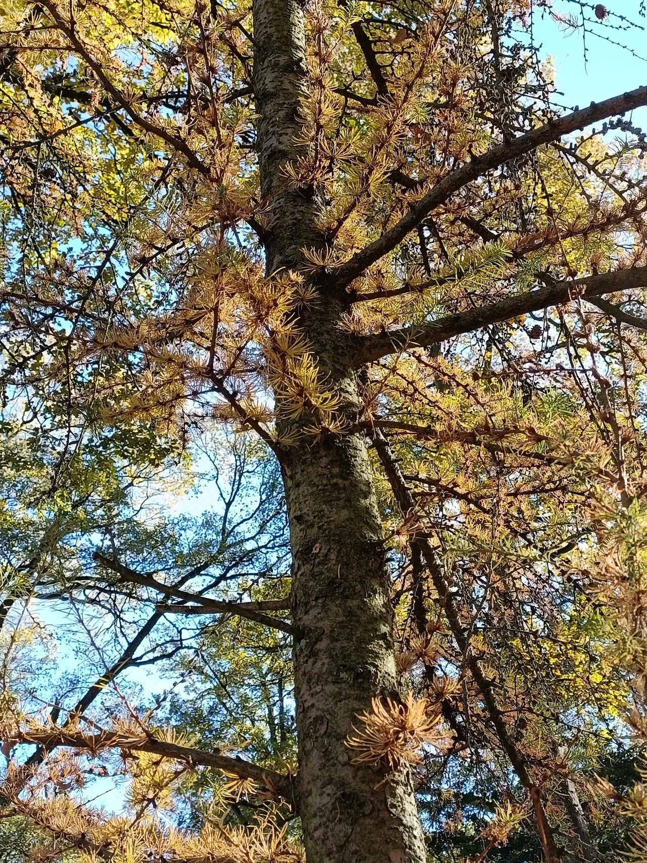 Dahurian larch (Larix gmelinii, Trudy Bot. Muz. Rossiisk. Akad. Nauk 18: 41 (1920))