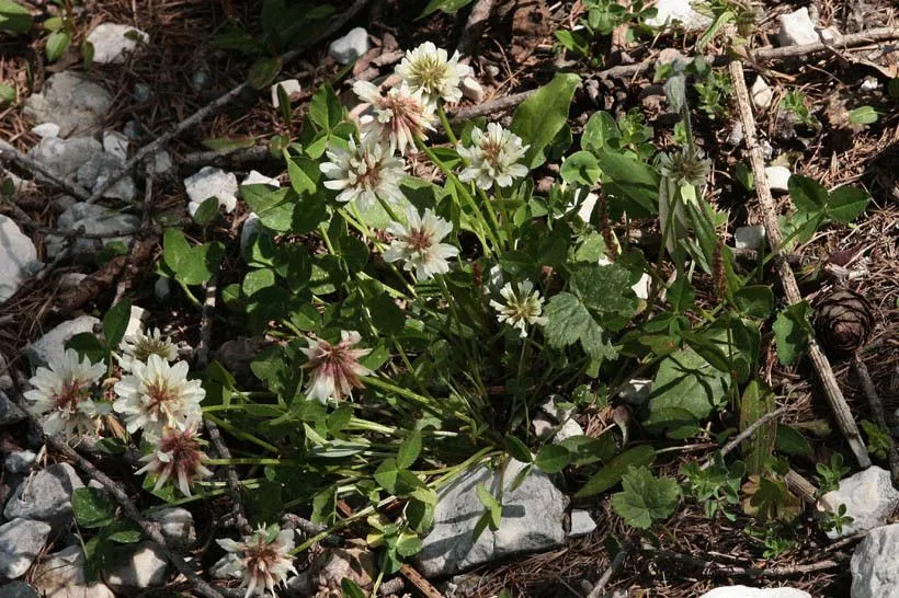 Pale clover (Trifolium pallescens, J.Sturm, Deutschl. Fl. Abbild. 4: 15 (1804))