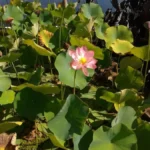 Nelumbonaceae