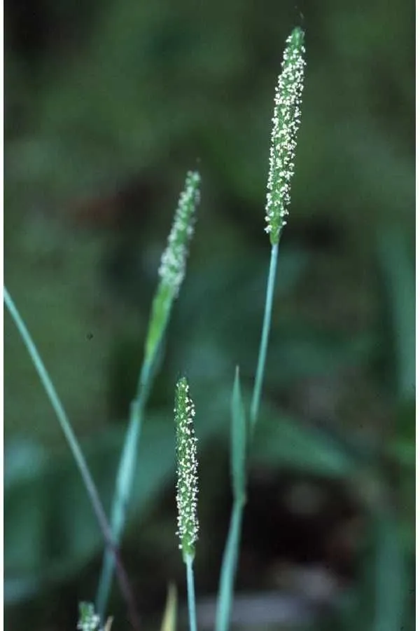 Carolina foxtail (Alopecurus carolinianus, Fl. Carol.: 74 (1788))